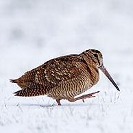 Eurasian woodcock (Scolopax rusticola) foraging in snow covered meadow in winter